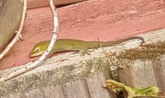Anolis carolinensis