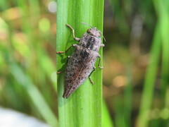 Dicerca tenebrica