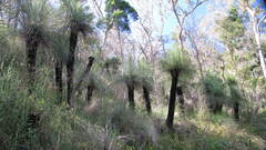 Xanthorrhoea glauca