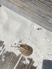 Limulus polyphemus