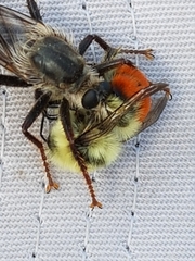 Bombus centralis