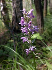Dactylorhiza