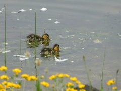 Anas platyrhynchos domesticus