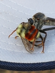 Bombus centralis