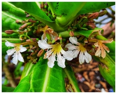 Scaevola taccada