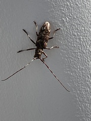 Monochamus carolinensis