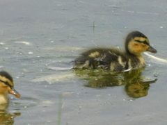 Anas platyrhynchos domesticus