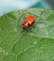 Lilioceris lilii