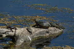 Graptemys geographica