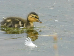Anas platyrhynchos domesticus