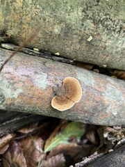 Gloeophyllum sepiarium