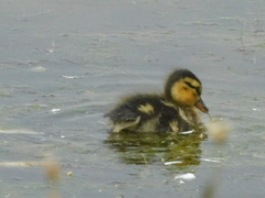 Anas platyrhynchos domesticus