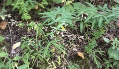 Desmodium paniculatum