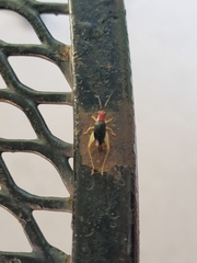 Phyllopalpus pulchellus