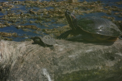 Graptemys geographica