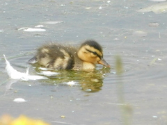Anas platyrhynchos domesticus