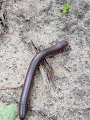 Narceus americanus