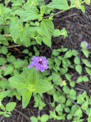 Lantana montevidensis