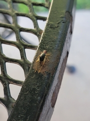 Phyllopalpus pulchellus