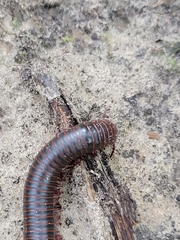 Narceus americanus
