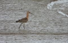 Limosa limosa