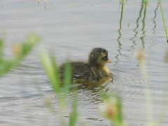 Anas platyrhynchos domesticus