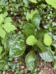 Pyrola asarifolia