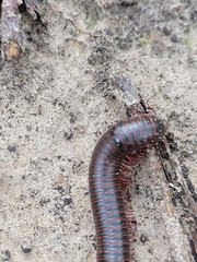 Narceus americanus