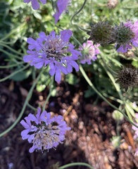 Dipsacoideae