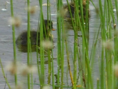 Anas platyrhynchos domesticus