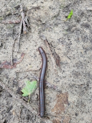Narceus americanus