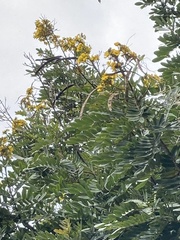 Senna siamea