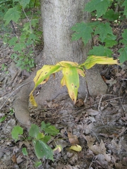 Maianthemum racemosum