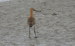 Limosa limosa