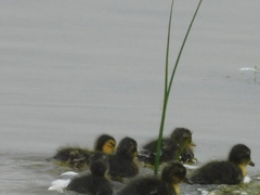 Anas platyrhynchos domesticus