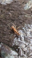 Tetramorium bicarinatum