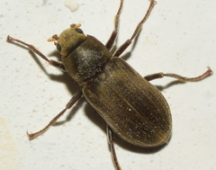 Pomatinus substriatus