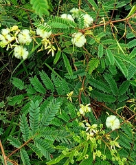 Acaciella angustissima