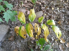 Maianthemum racemosum