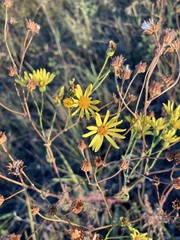 Senecioninae