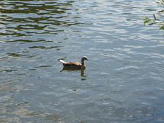 Alopochen aegyptiaca