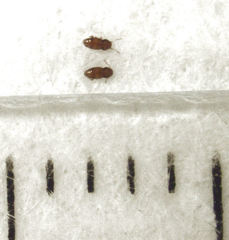 Ptinella taylorae