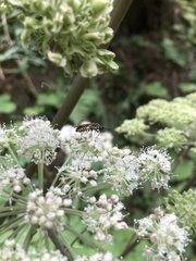Symphyta