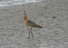 Limosa limosa