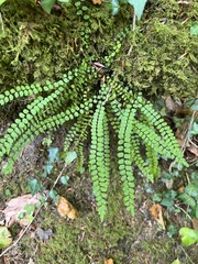 Asplenium trichomanes
