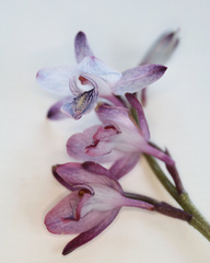 Eulophia hians hians