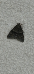 Catocala nupta