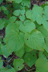 Viburnum molle