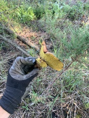 Boletinellus merulioides