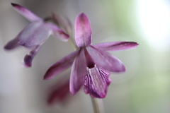 Eulophia hians hians